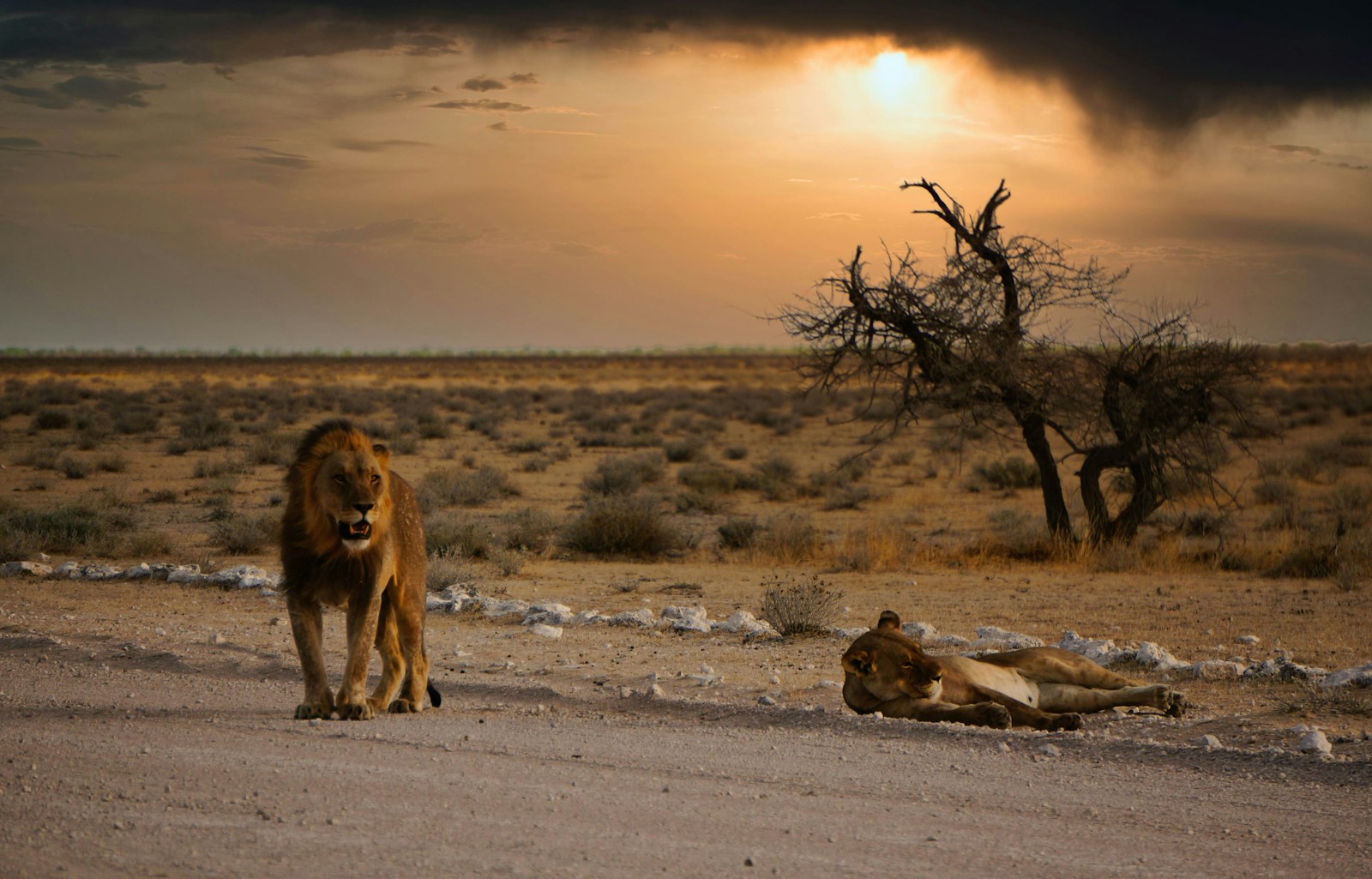 brown lion on gray sand during daytime